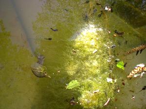 Spitzschlammschnecke - Kaulquappen (Erdkr�te)