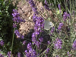 Gro�er Kohlwei�ling auf Lavendelbl�ten