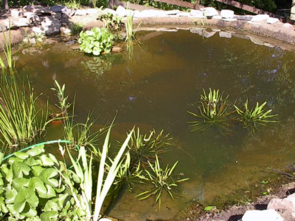 Teich im �berblick